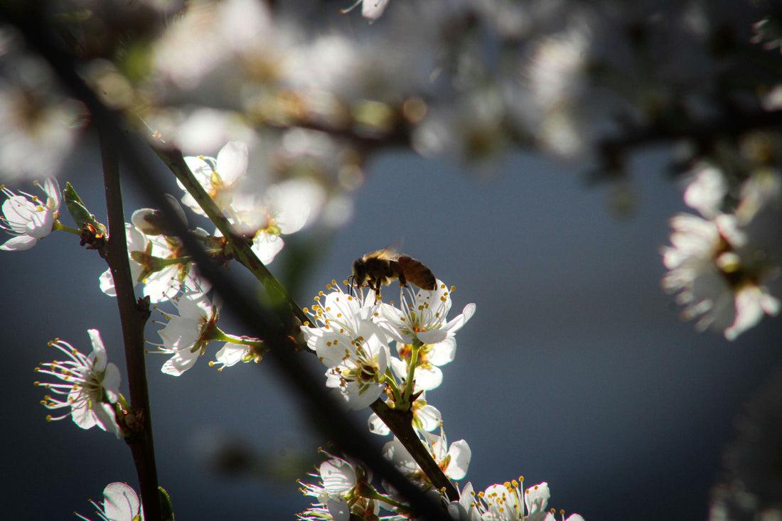 A bee on a blackthorn blossom hedgerow in spring this image is on Fallow & Wren’s blog post series about the English countryside and how they inspire scents for Their products 