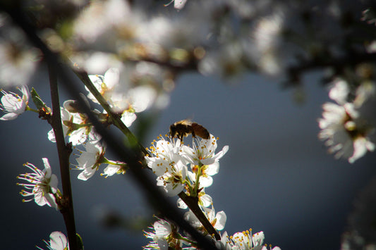 A bee on a blackthorn blossom hedgerow in spring this image is on Fallow & Wren’s blog post series about the English countryside and how they inspire scents for Their products 