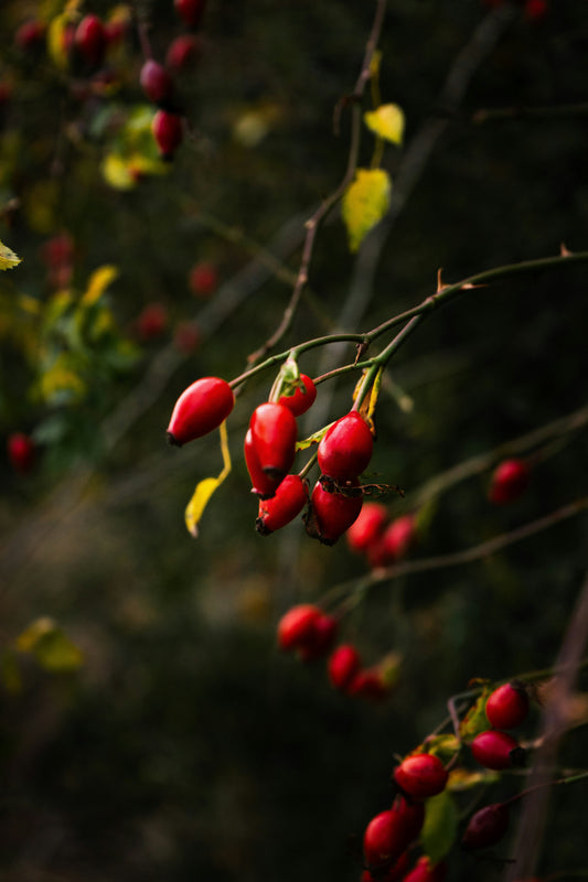 Autumn Hedgerow: Blackberries, Sloes and Letting Go