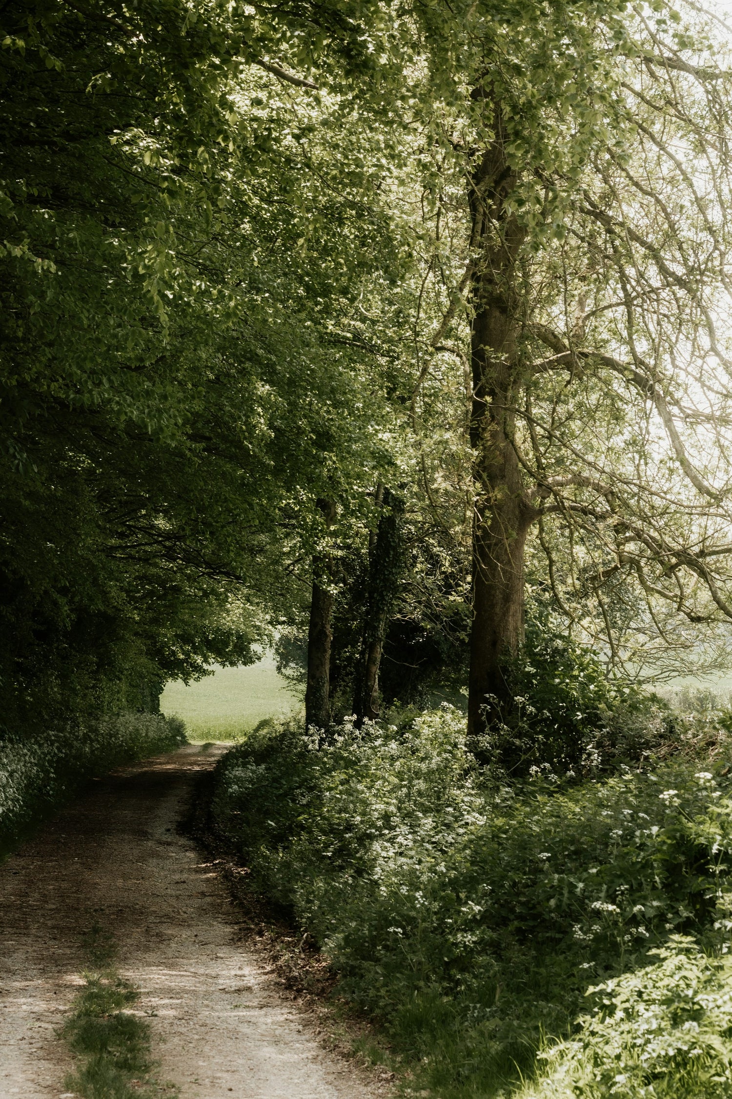 Hedgerow - fresh, floral, and a little wild